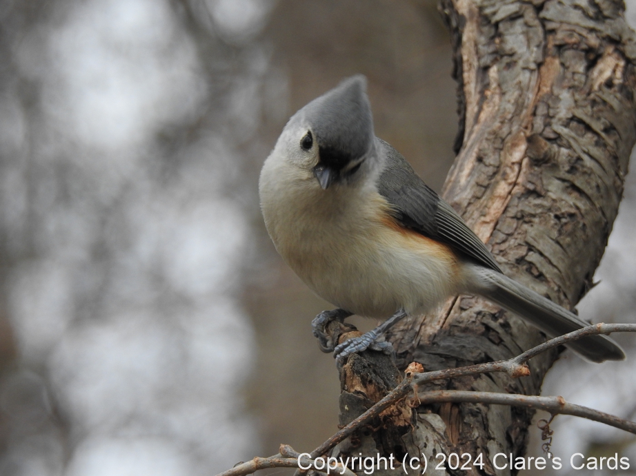Tufted Titmouse, Three Sisters Islands, NY